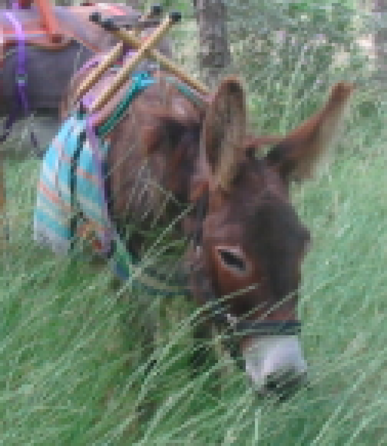 Association Beau Nez d'Âne