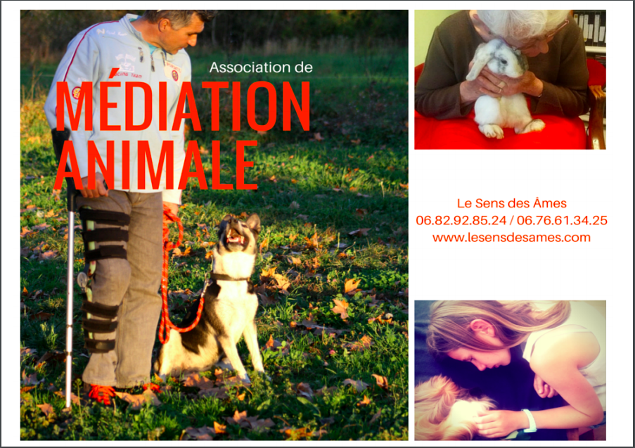 Image médiation animale