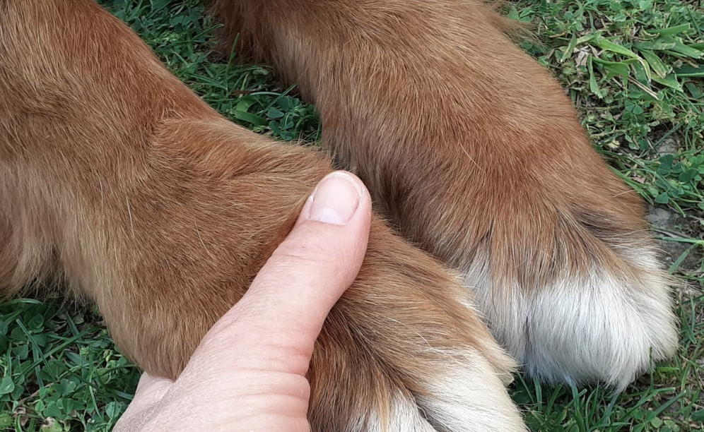 Les murmures de Lucas